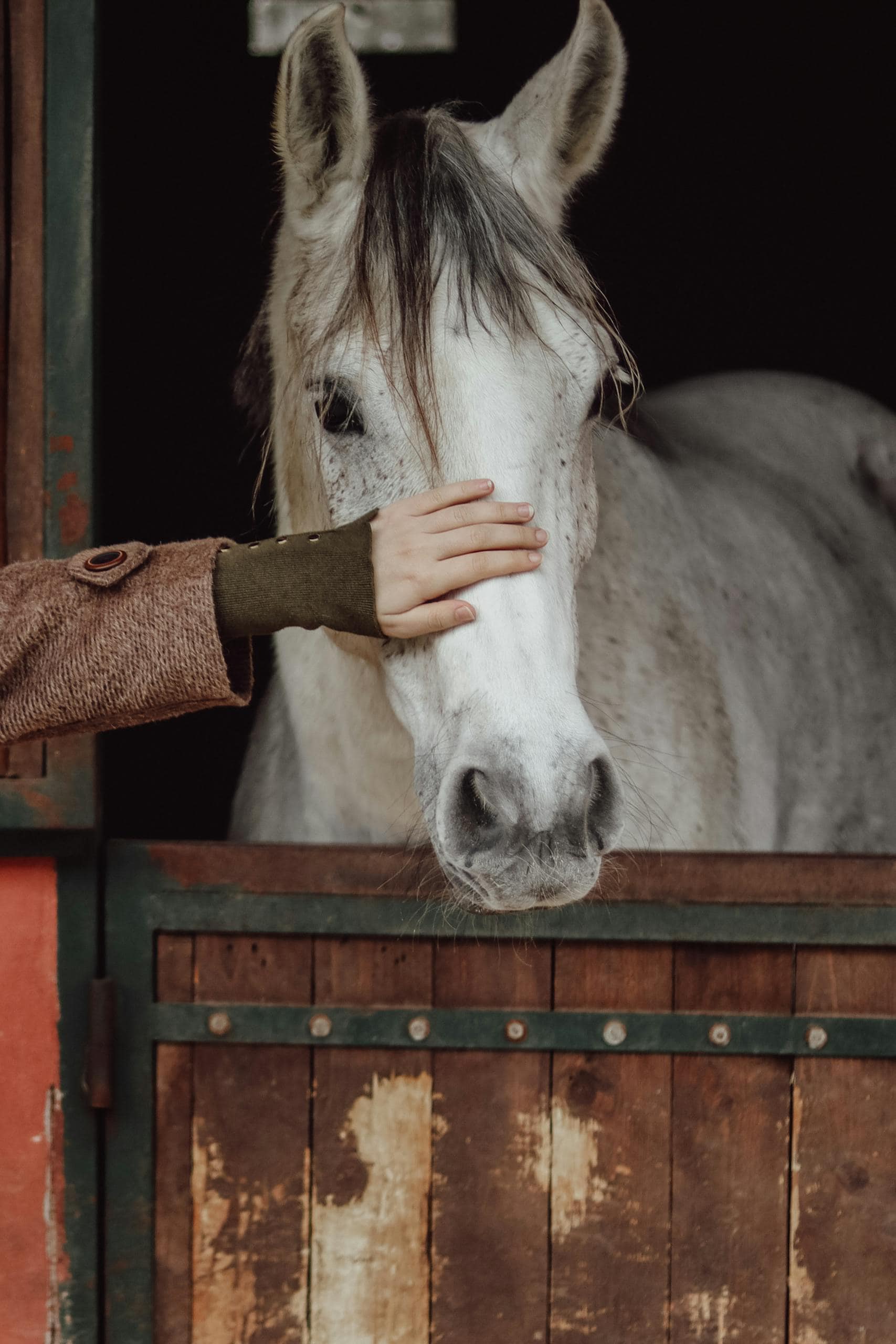 A person gently pats a white horse's head in a rustic stable setting.